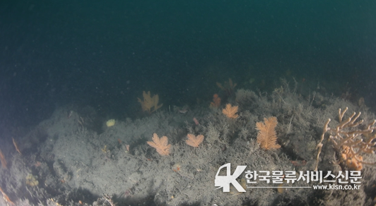 착생깃산호 생태사진(수심 50m)